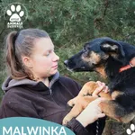 Pies do adopcji, Dąbrówka, 23 grudnia 2025