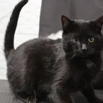 Kot do adopcji, Grudziądz, 28 listopada 2025