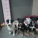 Znaleziono psa, Skałowo, 23 grudnia 2025