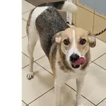 Znaleziono psa, Wrocław, 21 grudnia 2025