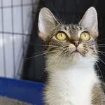 Znaleziono kota, Sosnowiec, 9 grudnia 2025