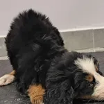 Znaleziono psa, Toruń, 21 grudnia 2025