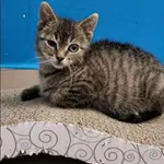 Znaleziono kota, Grudziądz, 26 października 2025