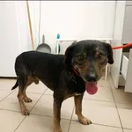 Znaleziono psa, Grudziądz, 23 grudnia 2025