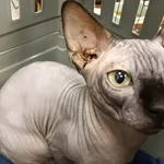 Kocurek poz. 25/935/K