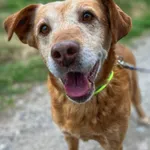 Oddam psa, Wielki Lubień, 24 grudnia 2025