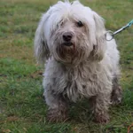 Pies do adopcji, Grudziądz, 10 grudnia 2025