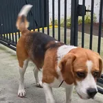 Znaleziono psa, Racibórz, 22 grudnia 2025