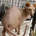 Kocurek poz. 25/937/K