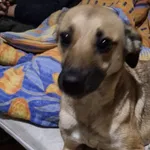 Pies do adopcji, Głowno, 23 grudnia 2025