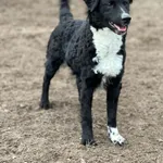 Pies do adopcji, Bydgoszcz, 24 grudnia 2025