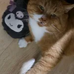 Zaginął kot, Elbląg, 25 grudnia 2025