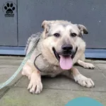 Znaleziono psa, Gdynia, 18 grudnia 2025