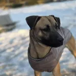 Pies do adopcji, Zgierz, 25 grudnia 2025