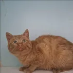 Znaleziono psa, Grudziądz, 24 grudnia 2025