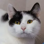 Znaleziono kota, Sosnowiec, 23 grudnia 2025