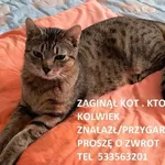 Zaginął kot, Łódź, 26 grudnia 2025