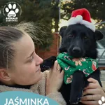 Pies do adopcji, Dąbrówka, 26 grudnia 2025