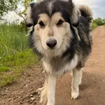 Zaginął pies Dżeki