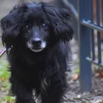 Pies poz. 25/0619 w DT