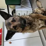 Znaleziono psa, Choszczno, 21 grudnia 2025