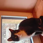 Dnia 26.12.25 przybłąkała się czarno-biała kotka. Białe łapki. Czarna łata na tylnym łokciu. Kotka nie stroni od ludzi.