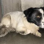 Znaleziono psa, Grudziądz, 27 grudnia 2025