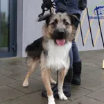 Znaleziono psa, Szczecin, 27 grudnia 2025