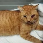 Kocurek poz. 25/938/K