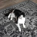 Zaginął kot, Korzenna, 28 grudnia 2025