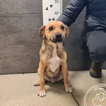 Znaleziono psa, Chełmek, 27 grudnia 2025