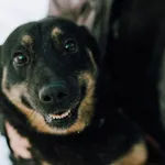 Oddam psa, Warszawa, 28 grudnia 2025