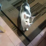 Zaginął kot, Dorożki, 28 grudnia 2025