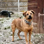 Pies do adopcji, Korabiewice, 28 grudnia 2025