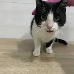 Znaleziono kota, Czartki, 29 grudnia 2025