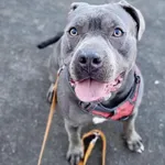 Pies do adopcji, Szczecin, 11 sierpnia 2025