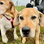 Pies do adopcji, Przyborówko, 28 grudnia 2025