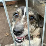 Pies do adopcji, Przyborówko, 28 grudnia 2025