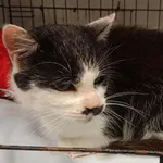 Kocurek poz. 25/939/K