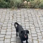 Zaginął pies, Łódź, 28 grudnia 2025