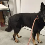 Znaleziono psa, Toruń, 28 grudnia 2025