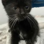 Znaleziono kota, Czartki, 29 grudnia 2025