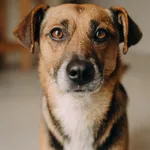 Ron