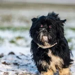 Znaleziono psa, Racławice, 28 grudnia 2025