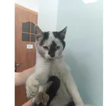 Znaleziono kota, Białystok, 7 listopada 2025