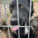 Pies do adopcji, Przyborówko, 28 grudnia 2025