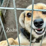 Pies do adopcji, Przyborówko, 28 grudnia 2025