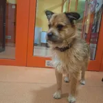 Znaleziono psa, Skałowo, 29 grudnia 2025