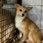 Znaleziono psa, Toruń, 28 grudnia 2025