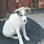 Znaleziono psa, Toruń, 28 grudnia 2025